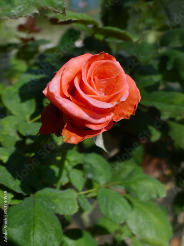 Orange rose / Tropical Rose Garden 