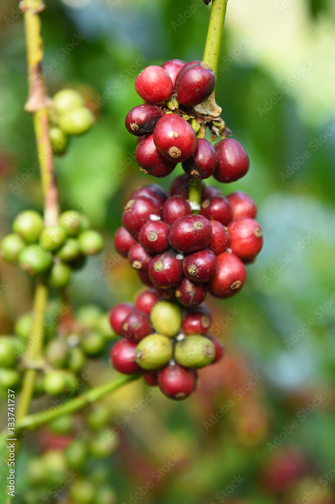 Coffee beans ripening on a tree. Coffee beans ripening on a tree.