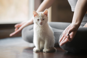 Young woman practicing yoga, sitting in Half Lotus exercise, Ardha Padmasana pose, working out, wearing sportswear, grey pants, indoor, home interior background, white cute cat near her, close up