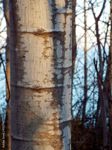 close up of birch tree bark along Lake Michigan shore line