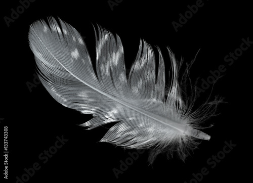 single spotted gray feather on black
