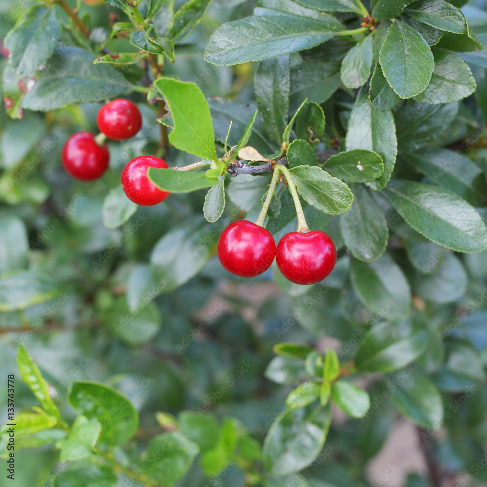 Cherries Cherries