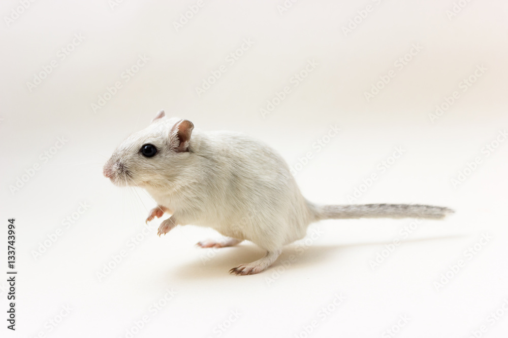 Gerbil - cute pet