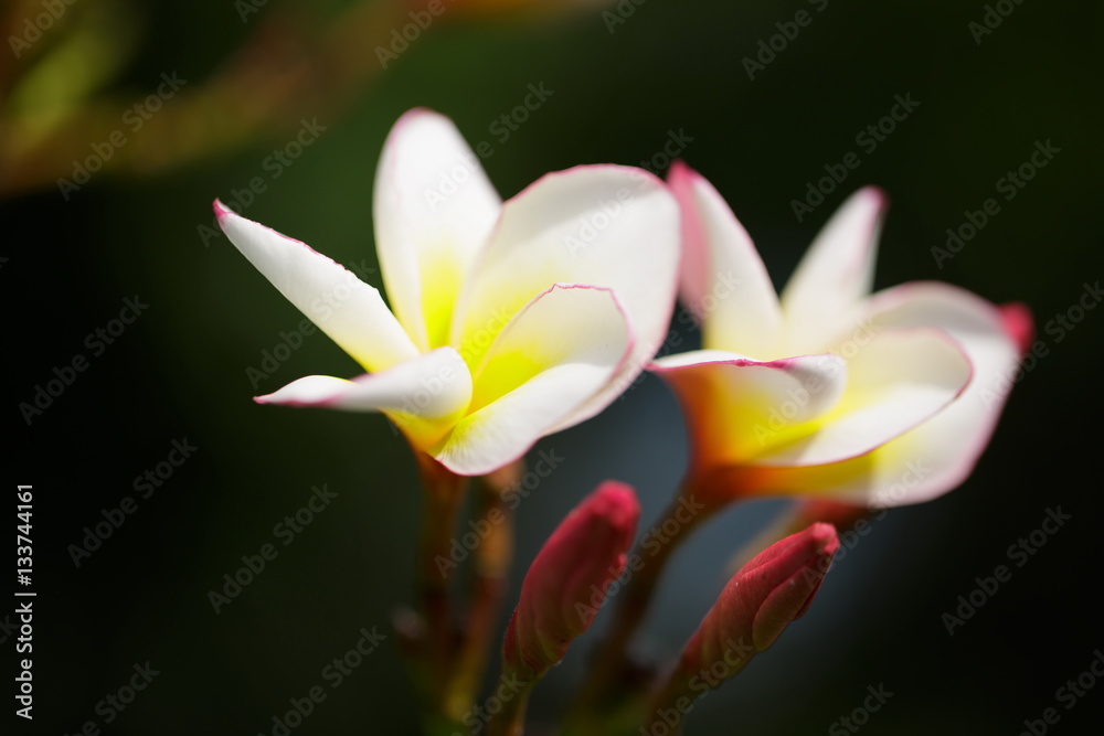 Fototapeta premium Plumeria flower in the park's natural