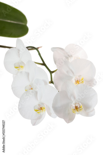 White orchid isolated with clipping path on white background