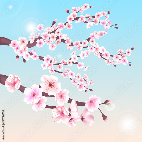 Realistic sakura japan cherry branch with blooming flowers vector illustration