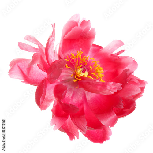 The flowers are a rare color peony isolated on white background. © ksi