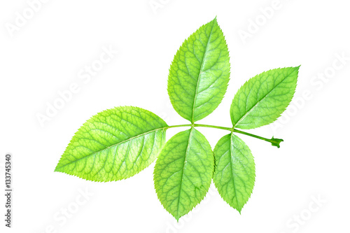 Green rose leaves isolated on white