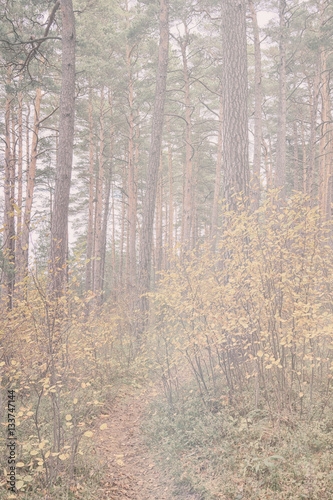 Footpath in a pine forest in the dunes of the Baltic Sea with bushes and yellow leaves in high-key