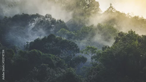 Obraz Krajobraz tropikalny las tropikalny, Azja