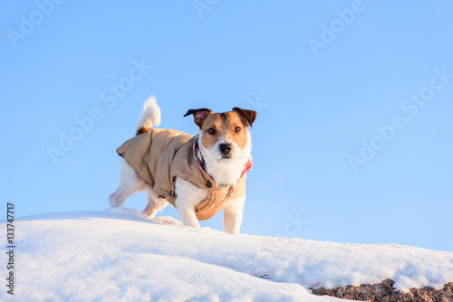 Fototapeta Naklejka Na Ścianę i Meble -  Dog walking on top of rock covered with snow and blue sky at background
