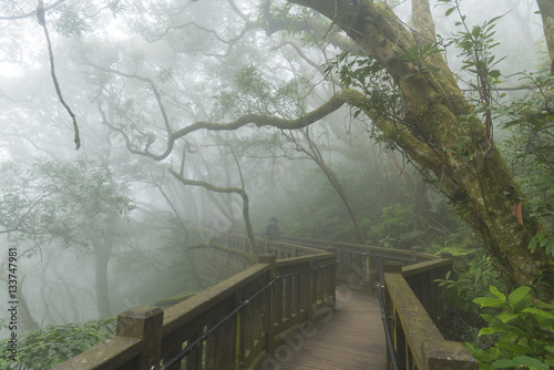 Taiwan Nature Trail in Foggy and Raining Autumn at Yangmingshan National Park in Taipei  Taiwan.