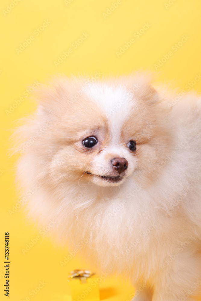 Puppy Puppy