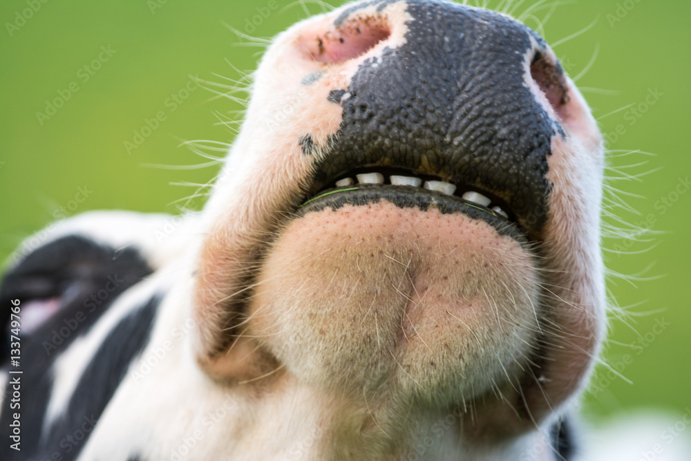 Cow, close up