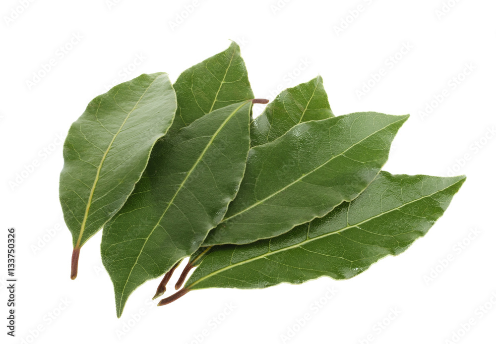 Fresh bay leaves isolated without shadow Fresh bay leaves isolated without shadow