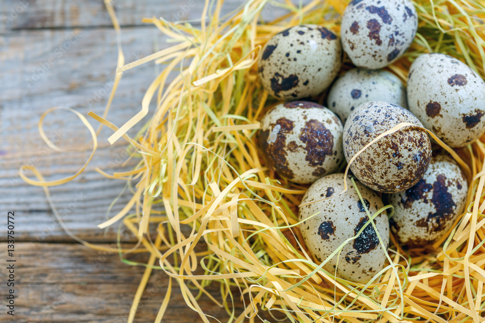 Motley quail eggs in the nest close up. Motley quail eggs in the nest close up.