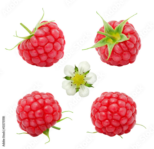 Set of fresh ripe raspberry berries and flower isolated on white background. Design element for product label, catalog print, web use.