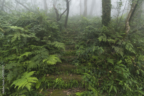 Fototapeta Naklejka Na Ścianę i Meble -  view of tropical forest, Asia