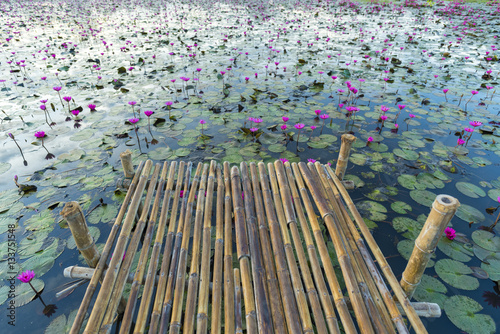 lake of lotus
