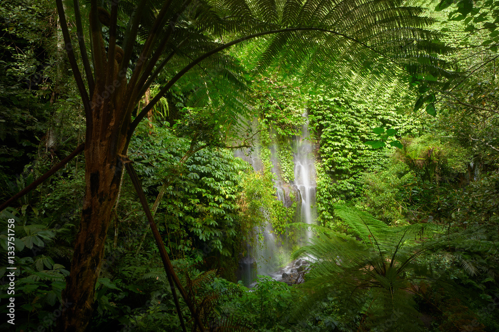 Obraz premium Beautuful waterfall in jungle tropic rain forest.