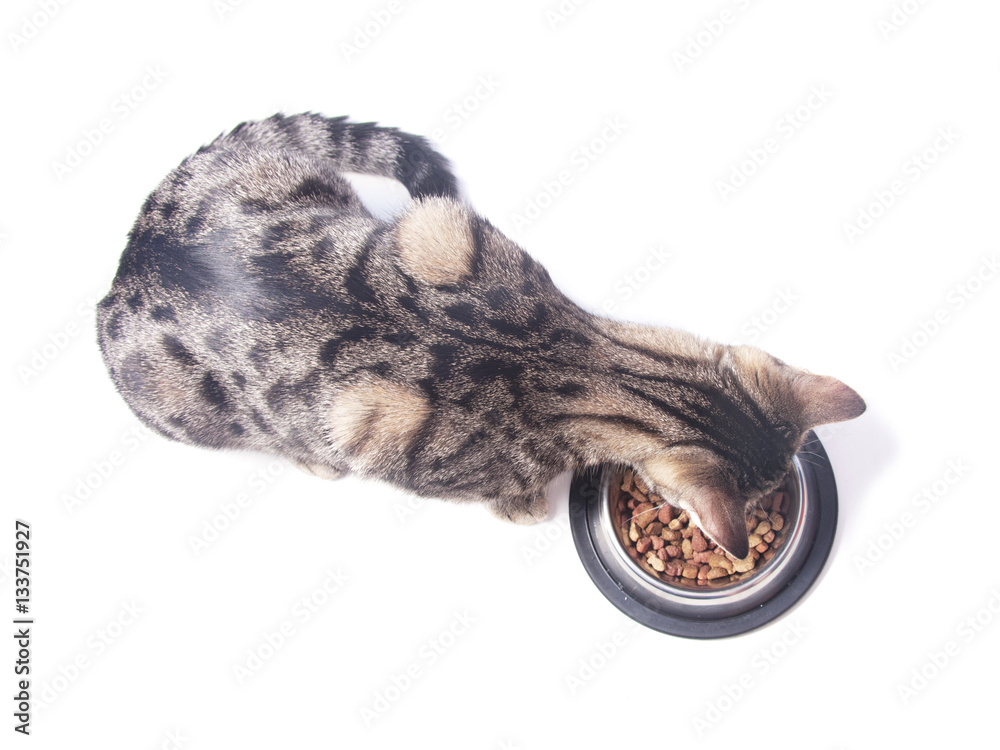 Fototapeta premium Cat eating dry food from a bowl.