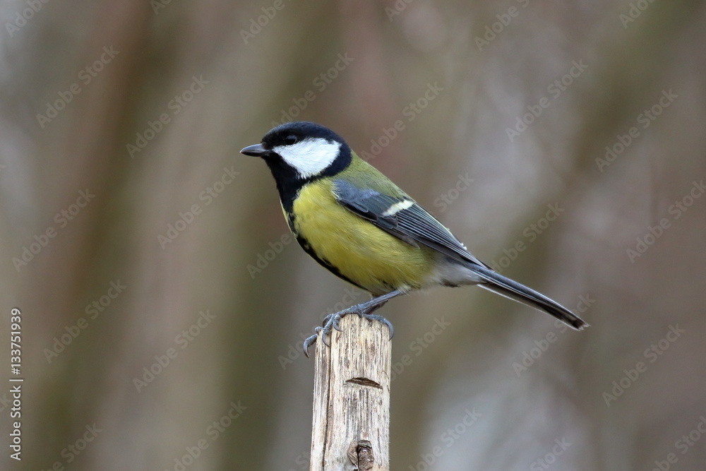 Obraz premium Kohlmeise