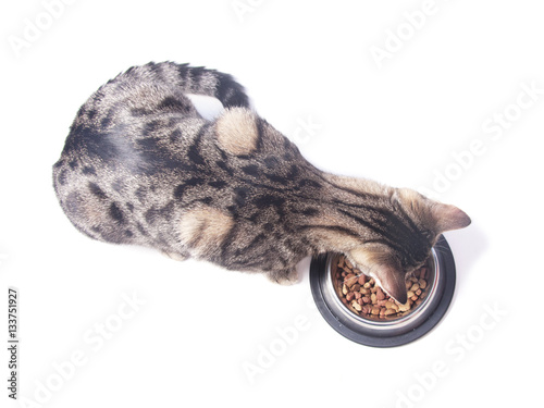 Cat eating dry food from a bowl.