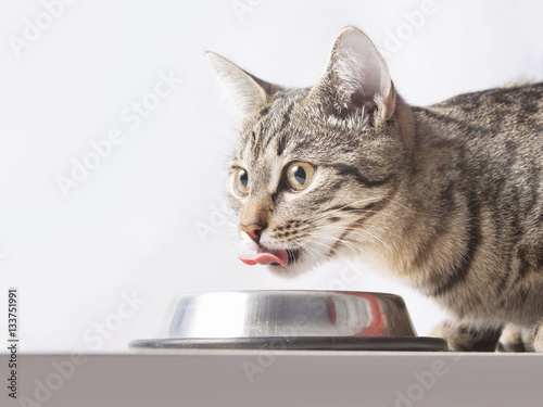 cat drinks (eating) of the bowl