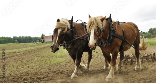 Working horse with a farm field in a agricultural landscape