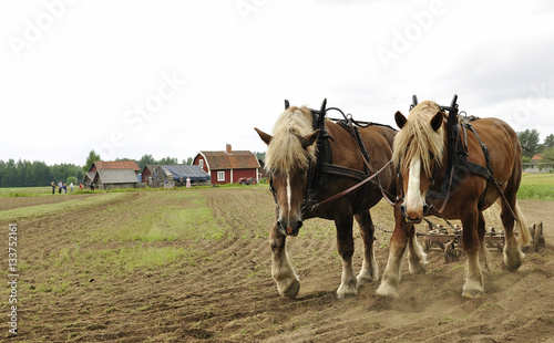 Working horse with a farm field in a agricultural landscape