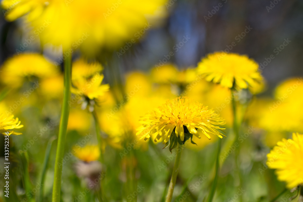 dandelion flowers