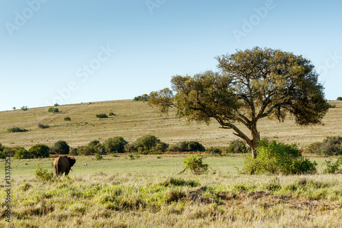 Bush Elephant watching the warthog