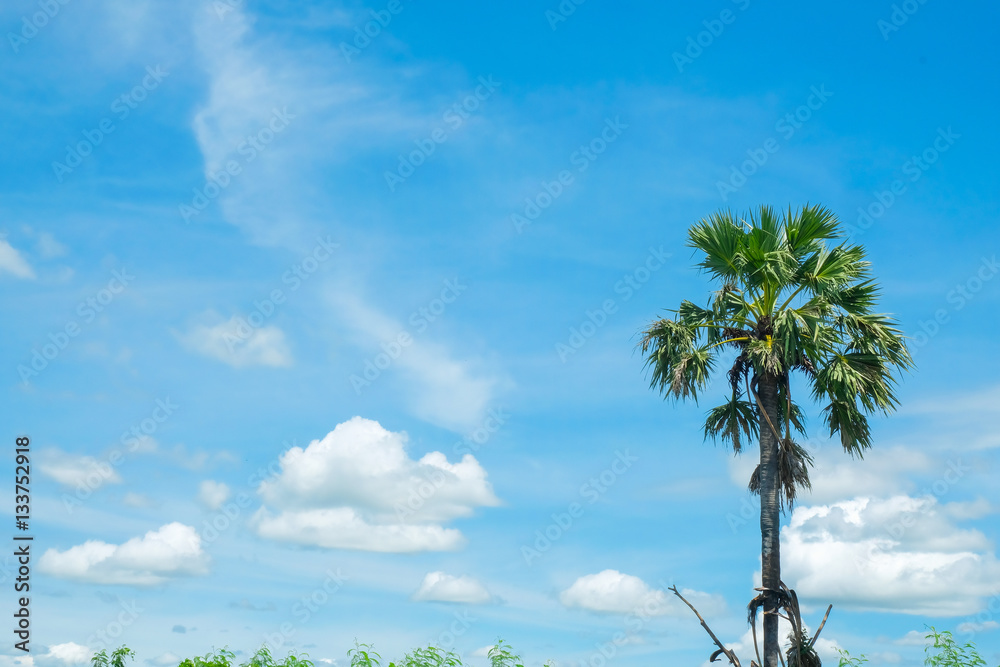 sugar palm with rice field blue sky background