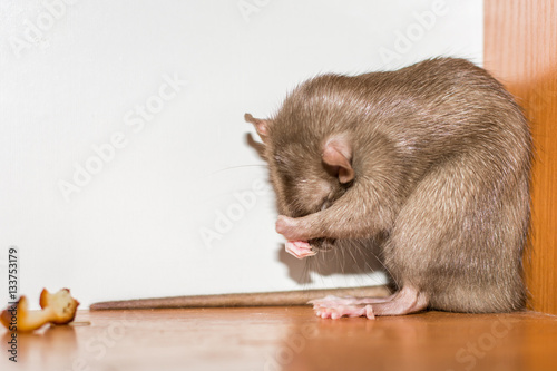 the rat doesn't want to eat