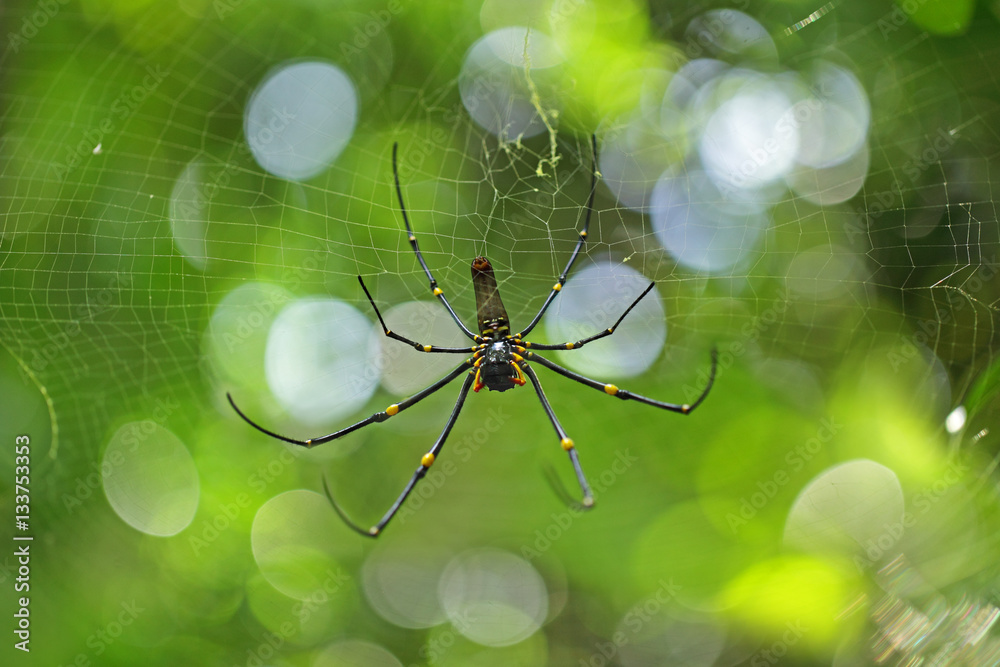 Halloween Araignee Géante Halloween Decoration Exterieur Avec Toile Triangulaire 7m | Leroy Merlin