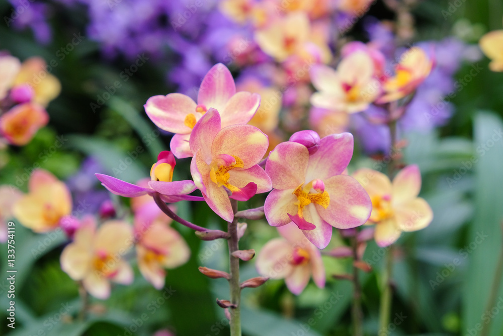 Obraz premium Beautiful orchid in the garden at Thailand