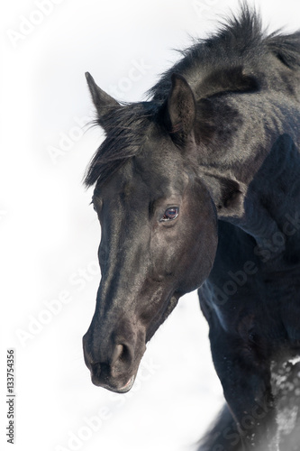 Balck horse portrait isolated on white background