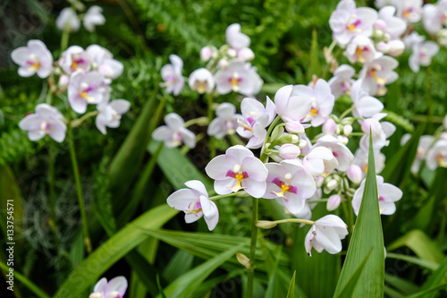 Beautiful orchid in the garden at Thailand