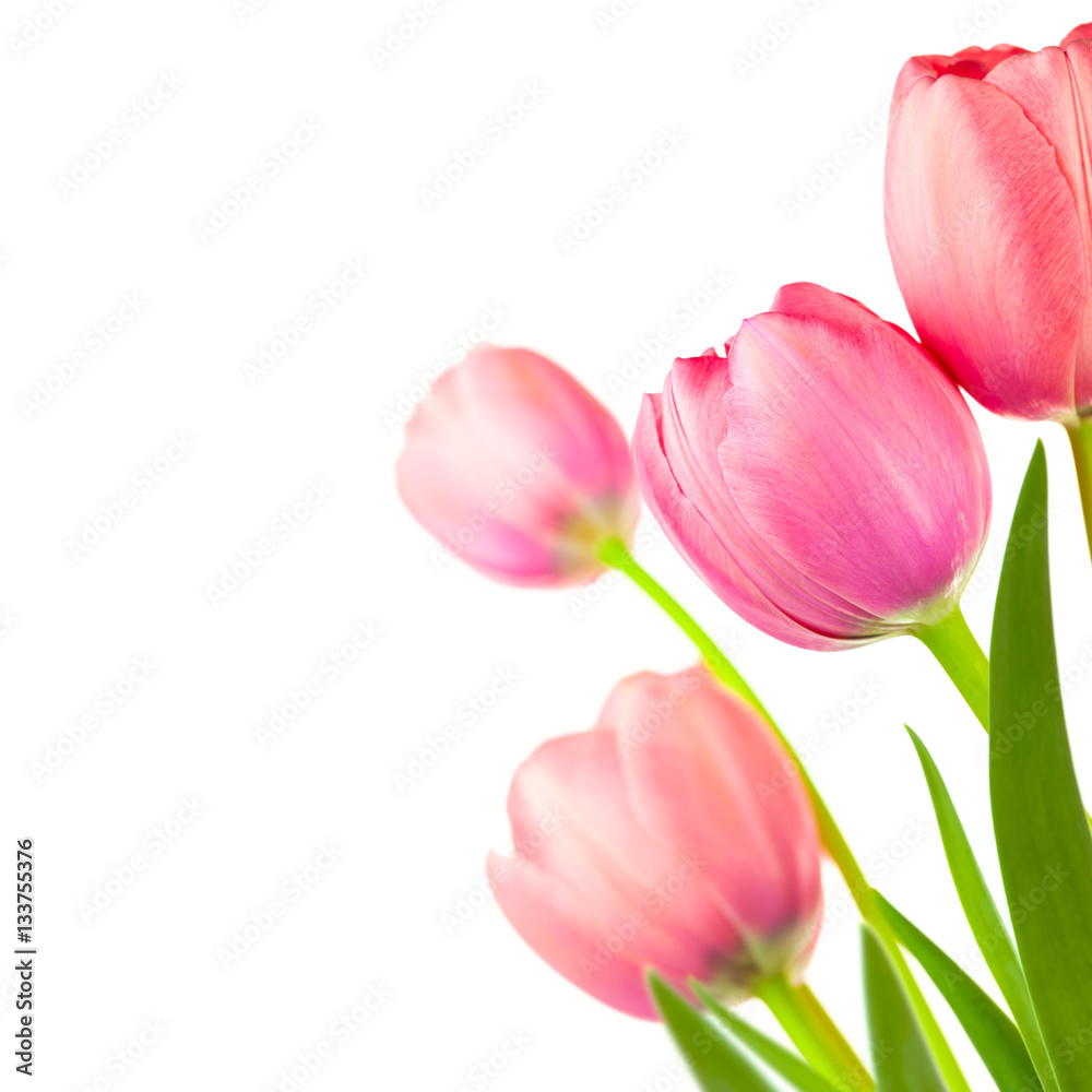 Big Spring Tulips frame for holiday background, isolated