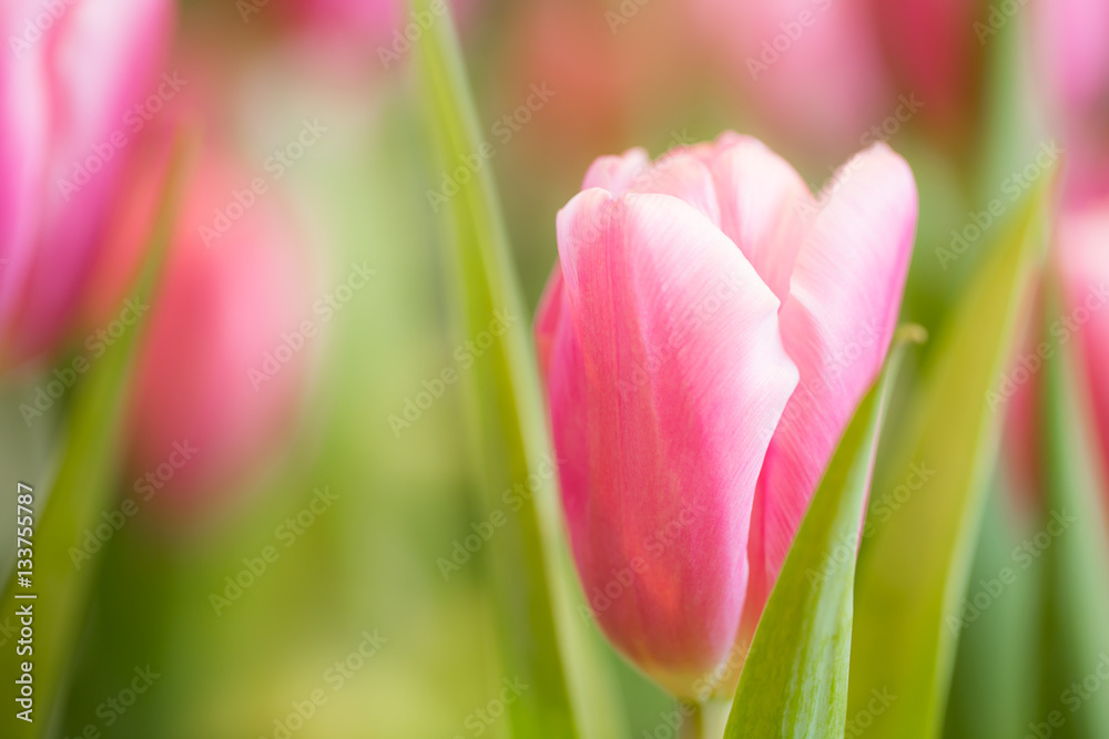 Pink tulips in garden