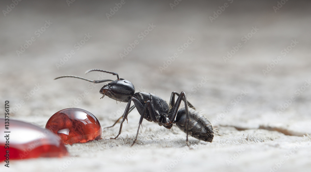 big forest ant eats strawberry jam