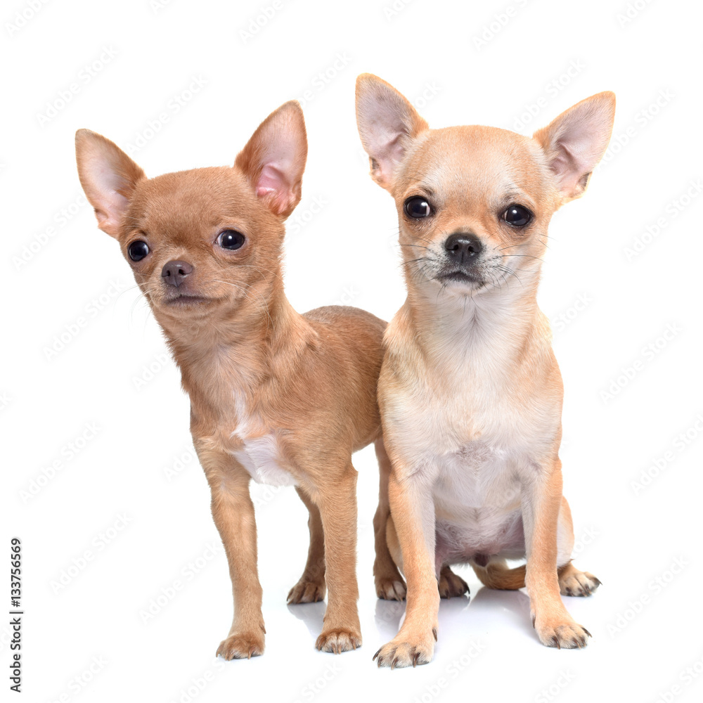 puppies chihuahua in studio puppies chihuahua in studio