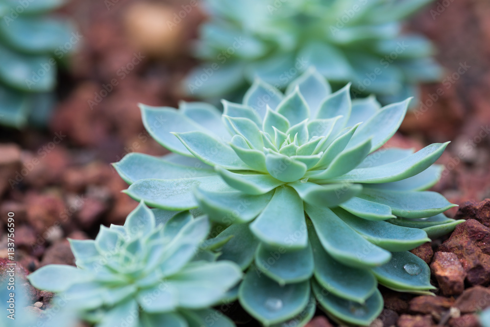 Cactus succulents in a planter Cactus succulents in a planter