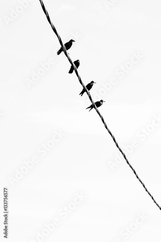 Silhouettes of crows on the wire