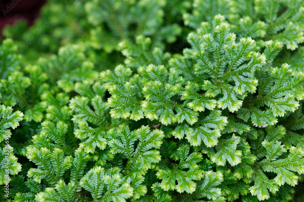 Close up of climbing Fern Selaginella Close up of climbing Fern Selaginella
