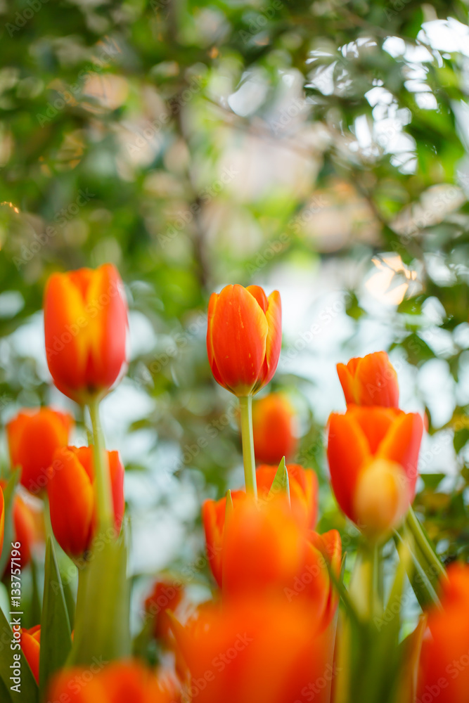 Fototapeta premium Orange tulips in the garden.