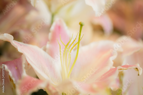 Fototapeta Naklejka Na Ścianę i Meble -  White lilies in the garden