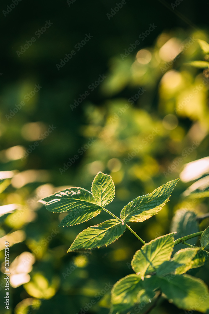 Branch Of Wild Raspberries With Green Leaves In Summer Forest Branch Of Wild Raspberries With Green Leaves In Summer Forest