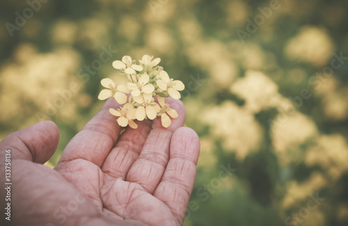 Hand holding mustard flowers