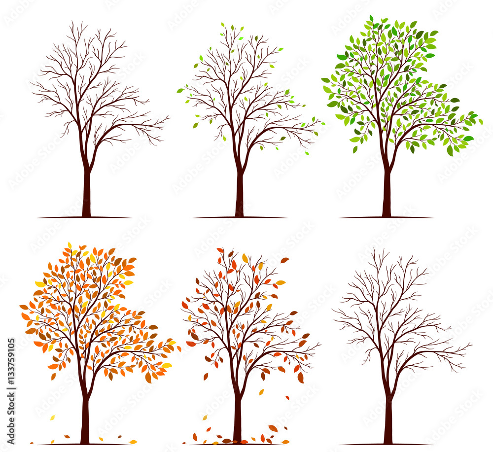 Fototapeta premium Seasons of tree vector